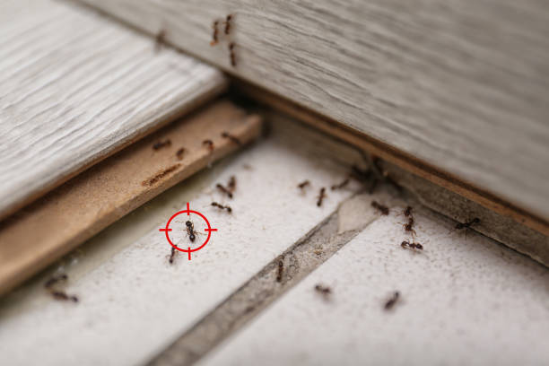 Best Wildlife Control Services  in Nevada City, CA