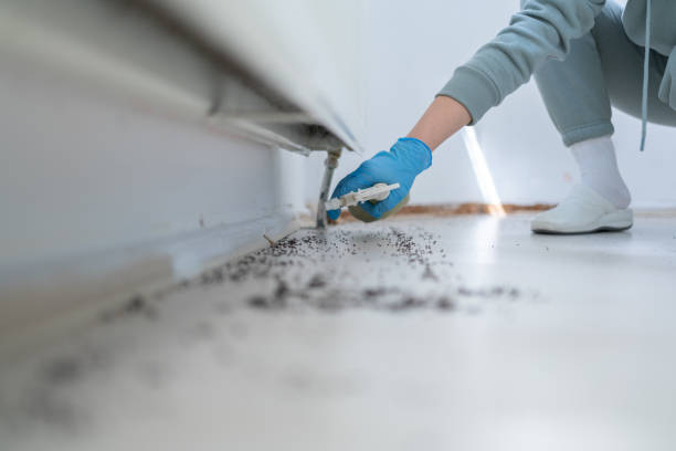 Best Ant Control Services  in Nevada City, CA